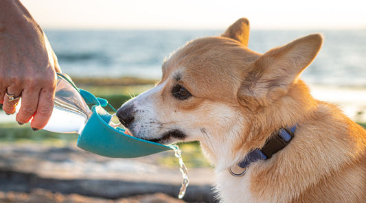 Stay Hydrated on the Go: Why Your Pet Needs a Portable Water & Food Feeder